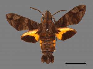 Macroglossum insipida insipida[微齒長喙天蛾][00016489]