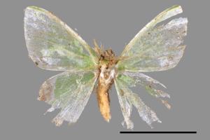 Comibaena biplagiata subornataris[白緣黑角綠尺蛾][00052438]