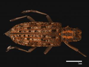 Monochamus alternatus[松斑天牛][00080650]