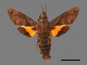 Macroglossum fritzei[佛瑞茲長喙天蛾][00016579]