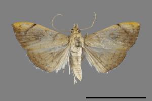 Hyalobathra coenostolalis[00100540]
