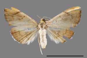 Hyalobathra coenostolalis[00065697]