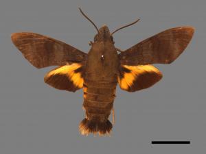 Macroglossum corythus luteata[黃紋長喙天蛾][00016505]