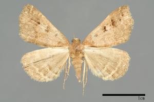 Bertula hadenalis persimilis[00010228]