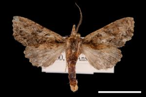 Nyctyciomorpha plagiogramma[00028316]