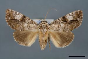 Anacronicta nitida[明后夜蛾][00000104]
