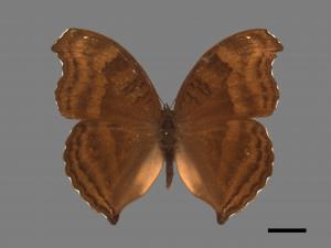 Junonia iphita[黑擬蛺蝶][00013356]