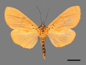Asota egens indica[橙擬燈夜蛾][00032428]