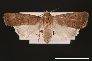 Athetis cognata[00003251]