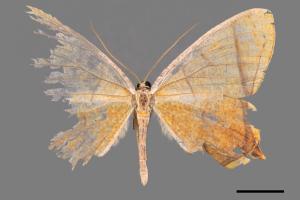 Thinopteryx crocoptera assamensis[黃蝶尺蛾][00039613]
