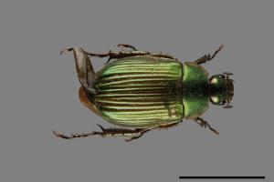 Anomala aulacoides[藍帶條金龜][00084799]