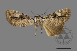 Anacronicta horishana[00148329]