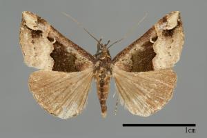 Hypena gonospilalis[00009945]