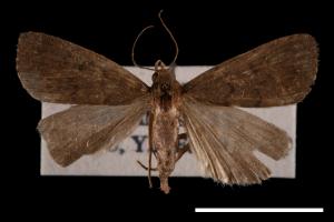 <已分類>Genus：Nodaria[00011255]