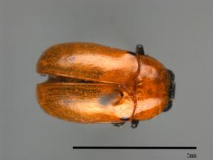 <已分類>Family：Chrysomelidae[金花蟲科][00081233]