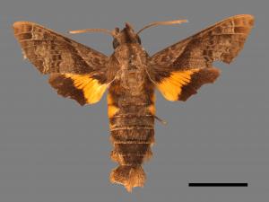 Macroglossum fritzei[佛瑞茲長喙天蛾][00016601]