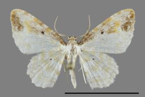 Acolutha pulchella semifluva[前褐帶波尺蛾][00100628]