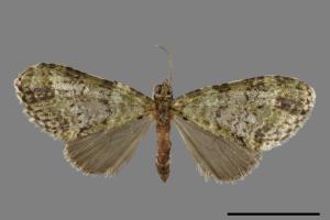 Tristeirometa viridifasciata[窄翅綠波尺蛾][00055277]
