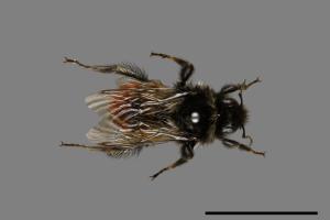 Bombus formosellus[信義熊蜂][00074708]