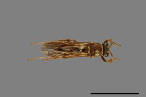 Polistes shirakii[shirakii][00072776]