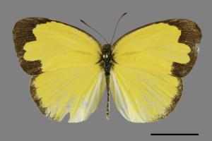 Eurema blanda arsakia[臺灣黃蝶][00101245]