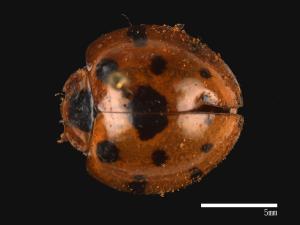 Synonycha grandis[大十三星瓢蟲][00086019]