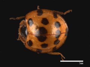 Synonycha grandis[大十三星瓢蟲][00086034]